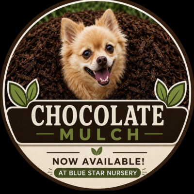 chocolate mulch