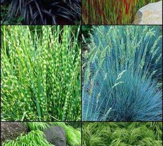 Grasses assorted