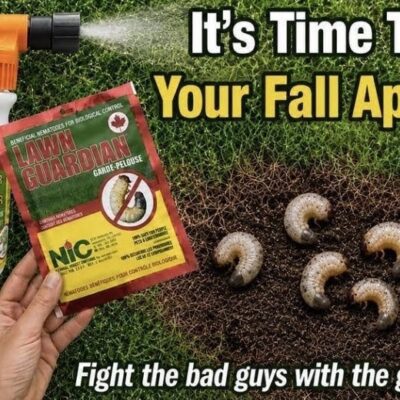 Nematodes NIC Fall Application