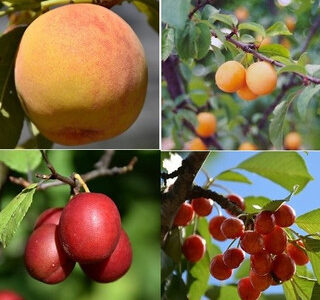fruit_salad_tree__62259 (1)