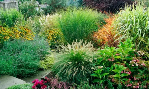 perennials & graasses