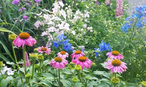 perennials_13