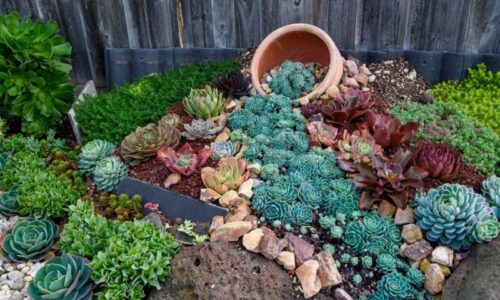 succulents for website